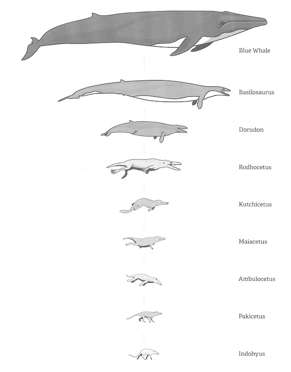 evolución de la ballena